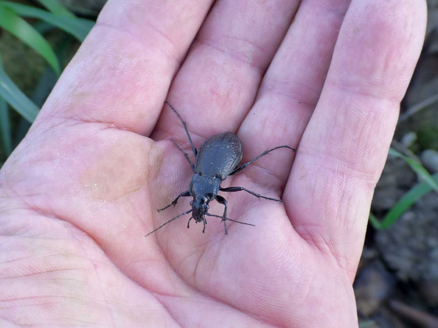 Carabus morbillosus constantinus